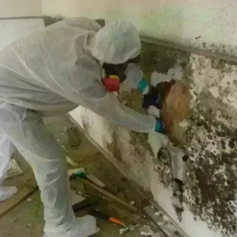 Mold Remediation and Removal in Westford, MA